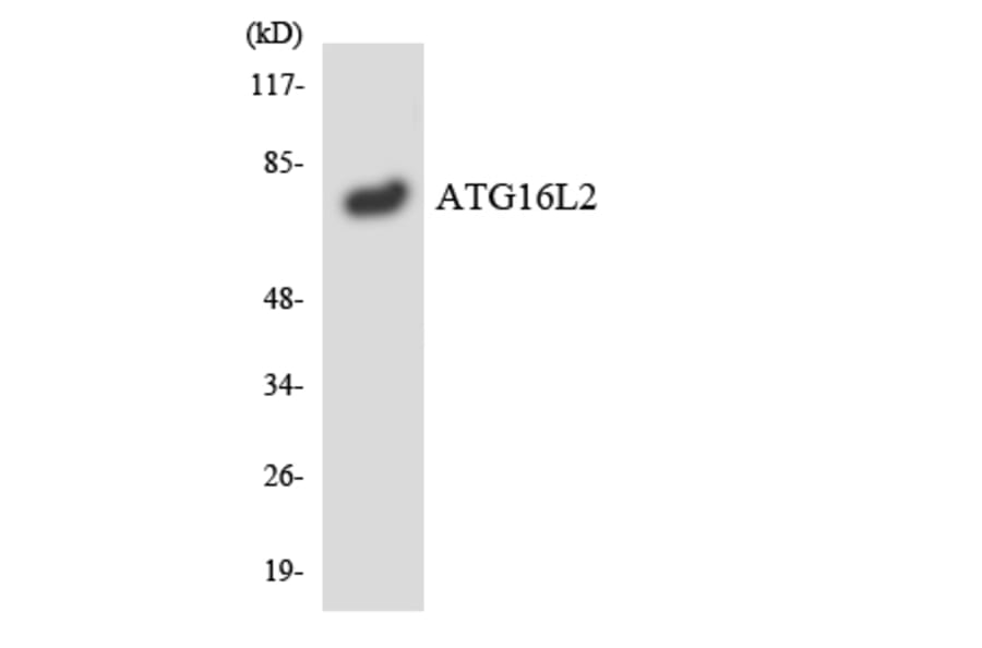 Western Blot - Anti-ATG16L2 Antibody (R12-2514) - Antibodies.com