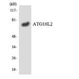 Western Blot - Anti-ATG16L2 Antibody (R12-2514) - Antibodies.com