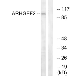 Western Blot - Anti-ARHGEF2 Antibody (C18399) - Antibodies.com