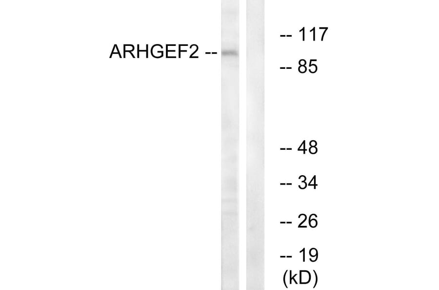 Western Blot - Anti-ARHGEF2 Antibody (C18399) - Antibodies.com