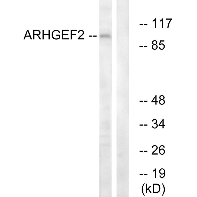 Western Blot - Anti-ARHGEF2 Antibody (C18399) - Antibodies.com