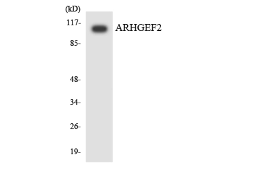 Western Blot - Anti-ARHGEF2 Antibody (R12-2505) - Antibodies.com