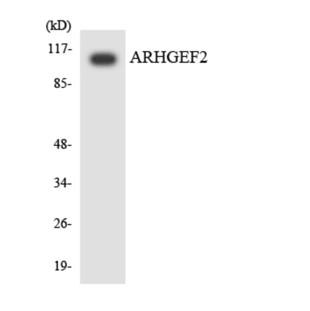 Western Blot - Anti-ARHGEF2 Antibody (R12-2505) - Antibodies.com