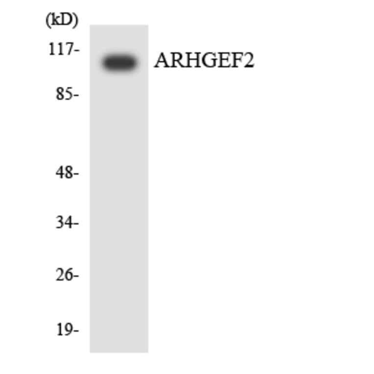 Western Blot - Anti-ARHGEF2 Antibody (R12-2505) - Antibodies.com