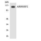 Western Blot - Anti-ARHGEF2 Antibody (R12-2505) - Antibodies.com
