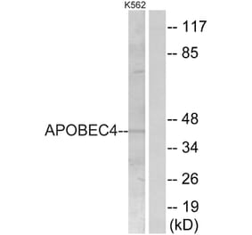 Western Blot - Anti-APOBEC4 Antibody (C18080) - Antibodies.com