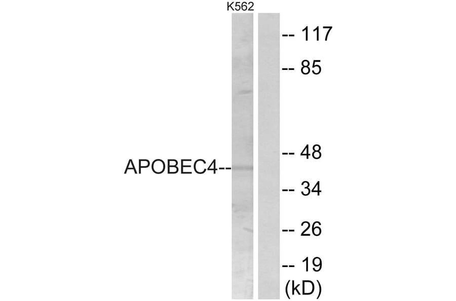 Western Blot - Anti-APOBEC4 Antibody (C18080) - Antibodies.com