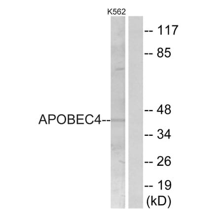 Western Blot - Anti-APOBEC4 Antibody (C18080) - Antibodies.com