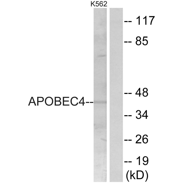 Western Blot - Anti-APOBEC4 Antibody (C18080) - Antibodies.com