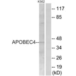 Western Blot - Anti-APOBEC4 Antibody (C18080) - Antibodies.com