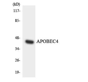 Western Blot - Anti-APOBEC4 Antibody (R12-2494) - Antibodies.com