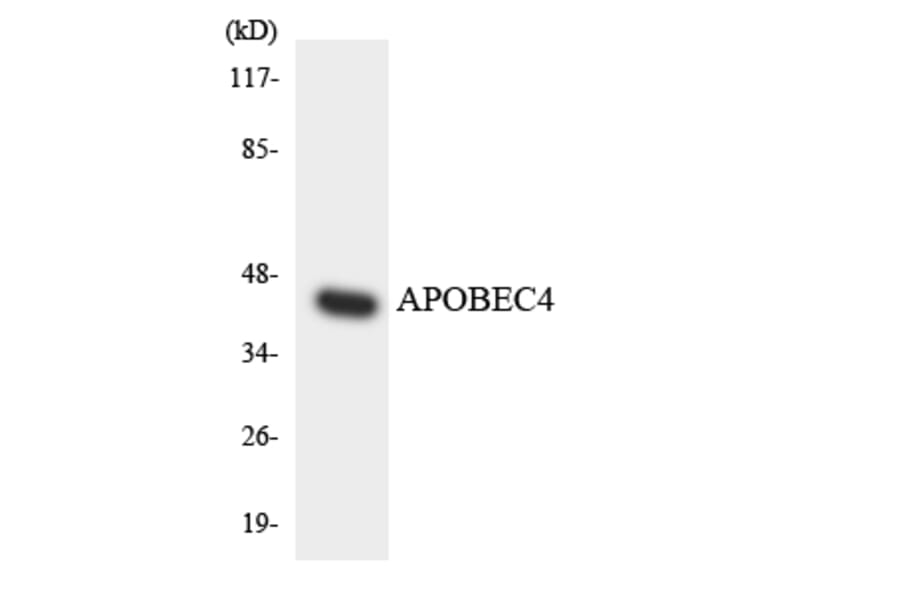 Western Blot - Anti-APOBEC4 Antibody (R12-2494) - Antibodies.com