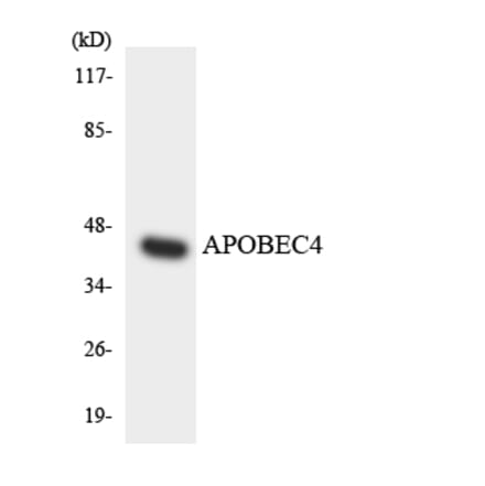 Western Blot - Anti-APOBEC4 Antibody (R12-2494) - Antibodies.com