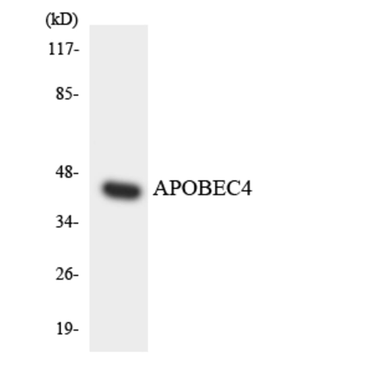 Western Blot - Anti-APOBEC4 Antibody (R12-2494) - Antibodies.com
