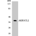 Western Blot - Anti-AKR1CL2 Antibody (R12-2472) - Antibodies.com