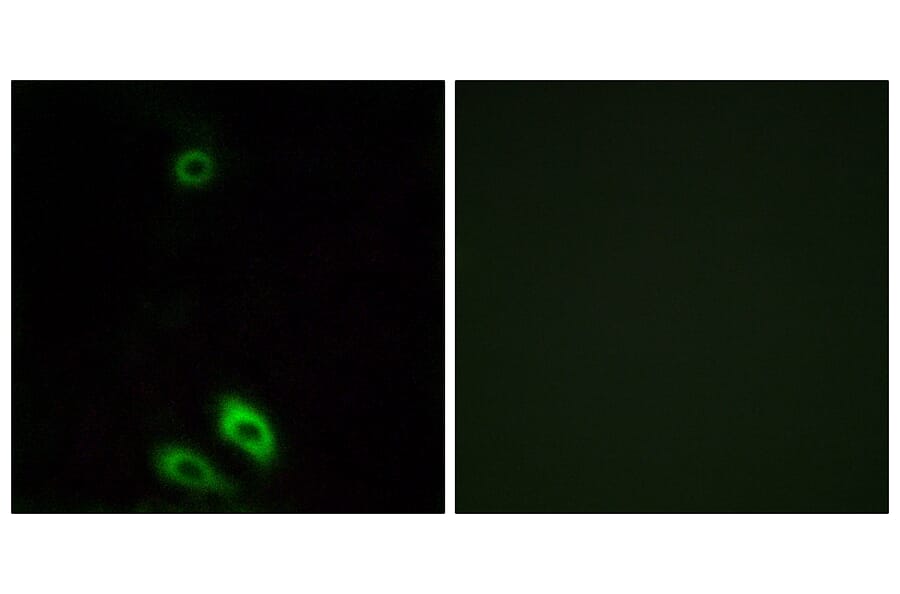Immunofluorescence - Anti-AKR1CL1 Antibody (C14397) - Antibodies.com