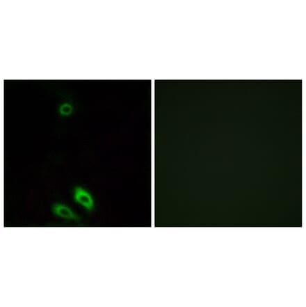 Immunofluorescence - Anti-AKR1CL1 Antibody (C14397) - Antibodies.com