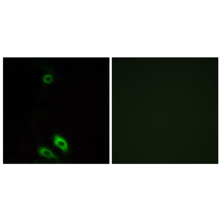 Immunofluorescence - Anti-AKR1CL1 Antibody (C14397) - Antibodies.com