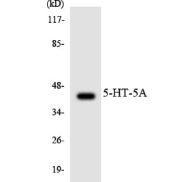 Western Blot - Anti-5-HT-5A Antibody (R12-2421) - Antibodies.com