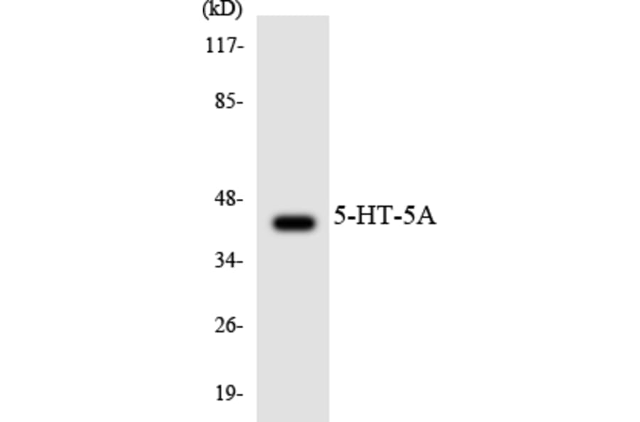 Western Blot - Anti-5-HT-5A Antibody (R12-2421) - Antibodies.com
