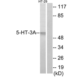 Western Blot - Anti-5-HT-3A Antibody (C12016) - Antibodies.com