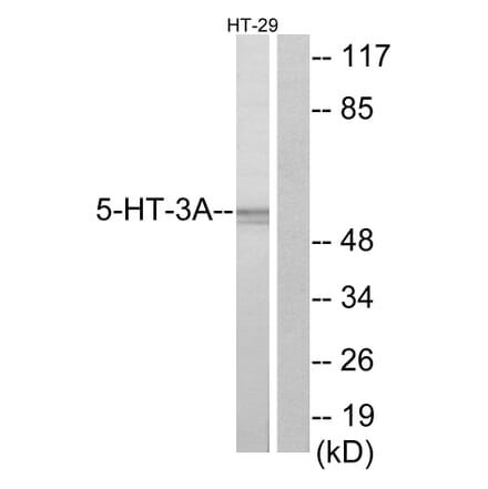 Western Blot - Anti-5-HT-3A Antibody (C12016) - Antibodies.com