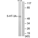 Western Blot - Anti-5-HT-3A Antibody (C12016) - Antibodies.com