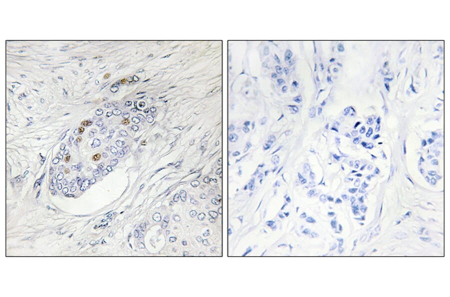 Immunohistochemistry - Anti-ZNF232 Antibody (C11899) - Antibodies.com