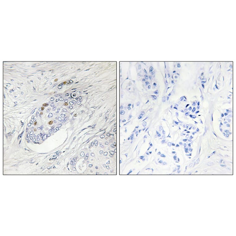 Immunohistochemistry - Anti-ZNF232 Antibody (C11899) - Antibodies.com