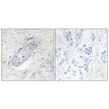 Immunohistochemistry - Anti-ZNF232 Antibody (C11899) - Antibodies.com