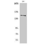 Western Blot - Anti-YEATS2 Antibody (C19565) - Antibodies.com