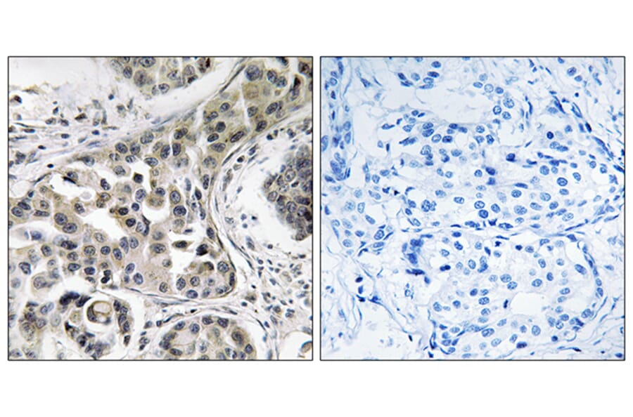 Immunohistochemistry - Anti-USP6NL Antibody (C19466) - Antibodies.com