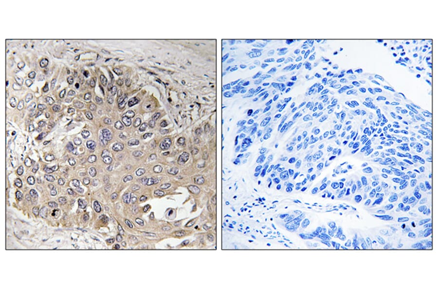 Immunohistochemistry - Anti-SPTBN5 Antibody (C18906) - Antibodies.com