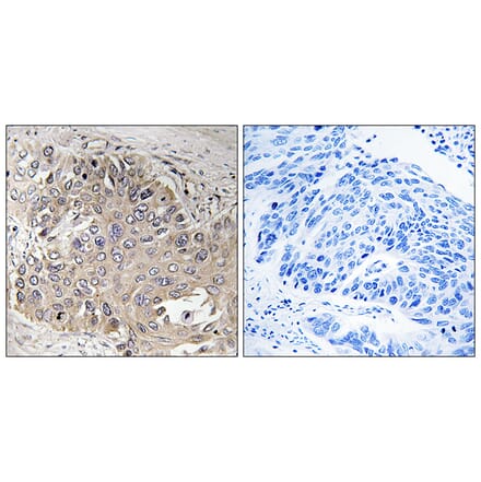 Immunohistochemistry - Anti-SPTBN5 Antibody (C18906) - Antibodies.com