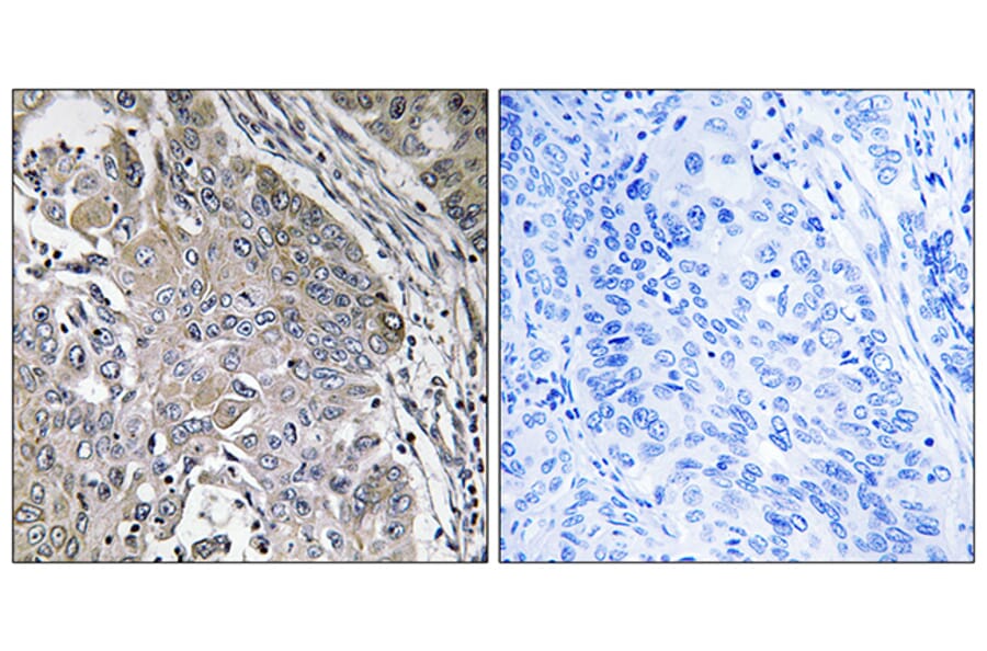 Immunohistochemistry - Anti-SPINK6 Antibody (C18524) - Antibodies.com