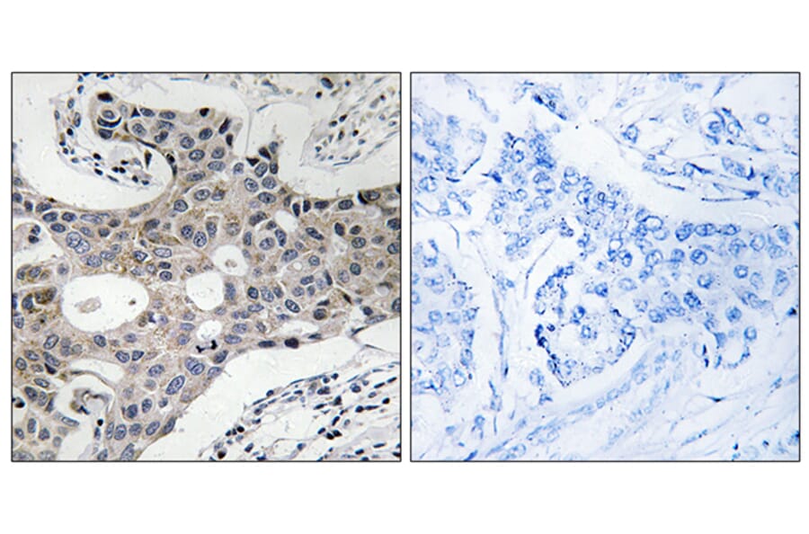 Immunohistochemistry - Anti-SEC16A Antibody (C18482) - Antibodies.com