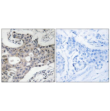 Immunohistochemistry - Anti-SEC16A Antibody (C18482) - Antibodies.com