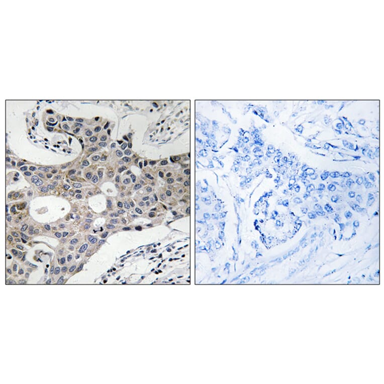 Immunohistochemistry - Anti-SEC16A Antibody (C18482) - Antibodies.com