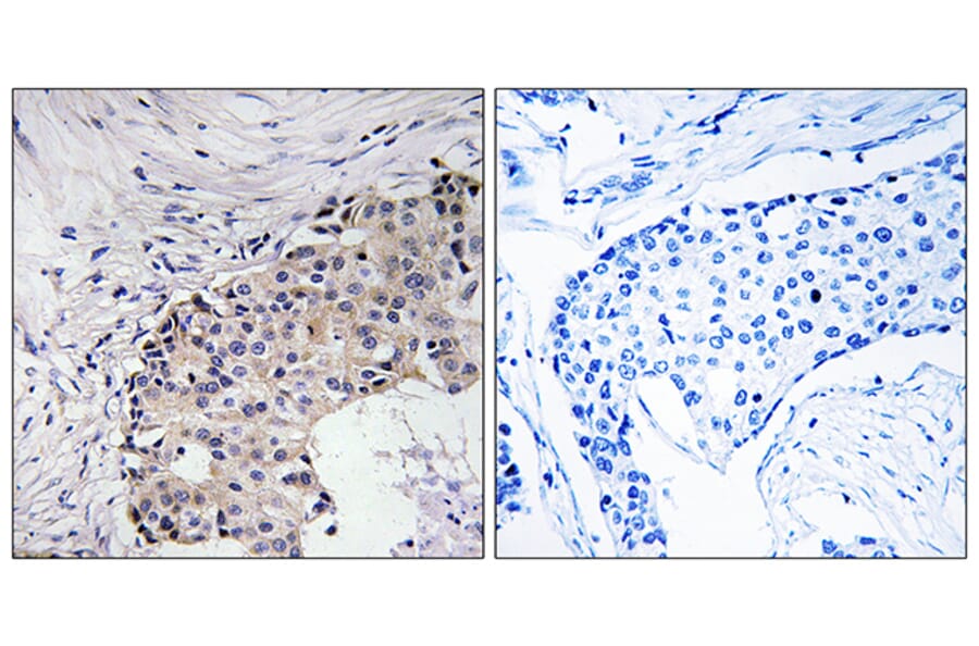 Immunohistochemistry - Anti-SCARF2 Antibody (C18478) - Antibodies.com