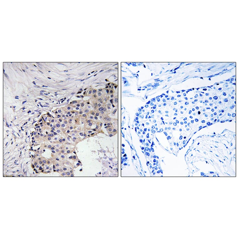 Immunohistochemistry - Anti-SCARF2 Antibody (C18478) - Antibodies.com