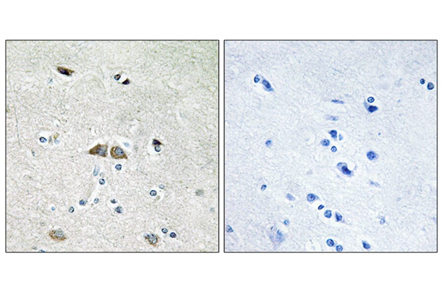 Immunohistochemistry - Anti-RPL39L Antibody (C14182) - Antibodies.com