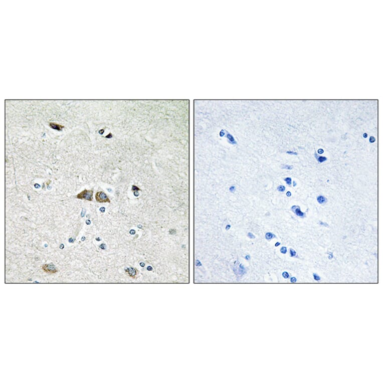 Immunohistochemistry - Anti-RPL39L Antibody (C14182) - Antibodies.com