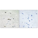Immunohistochemistry - Anti-RPL39L Antibody (C14182) - Antibodies.com