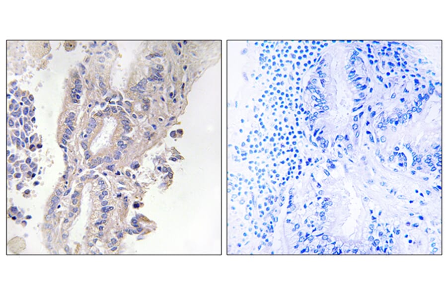 Immunohistochemistry - Anti-PLCXD1 Antibody (C17702) - Antibodies.com