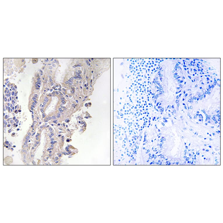 Immunohistochemistry - Anti-PLCXD1 Antibody (C17702) - Antibodies.com