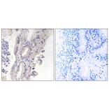 Immunohistochemistry - Anti-PLCXD1 Antibody (C17702) - Antibodies.com