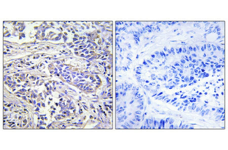 Immunohistochemistry - Anti-PLCXD1 Antibody (C17702) - Antibodies.com