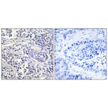 Immunohistochemistry - Anti-PLCXD1 Antibody (C17702) - Antibodies.com