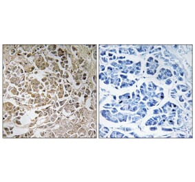 Immunohistochemistry - Anti-PEX11C Antibody (C17631) - Antibodies.com