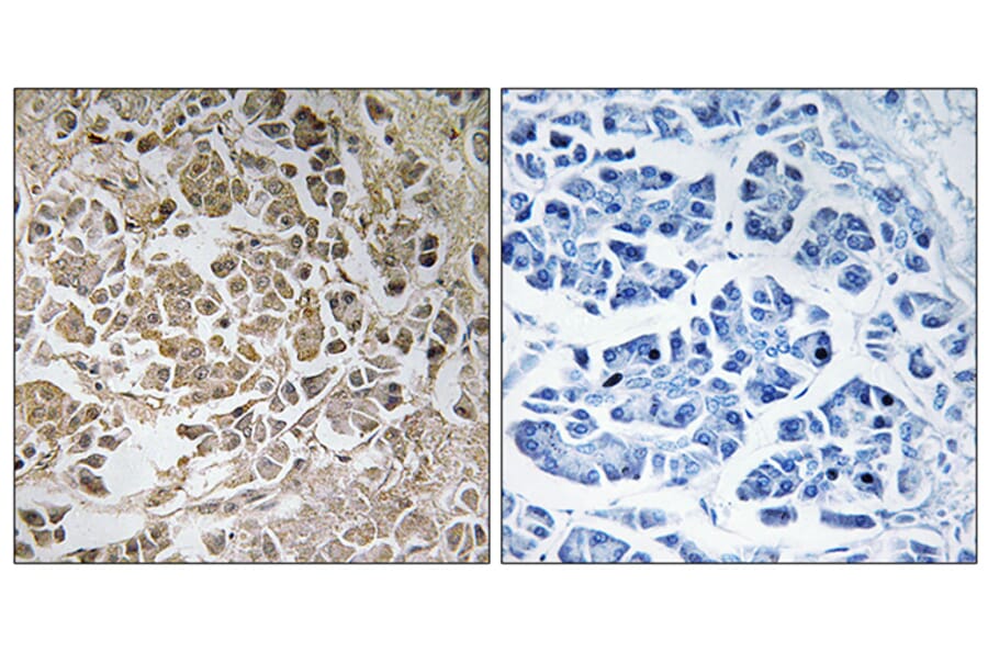 Immunohistochemistry - Anti-PEX11C Antibody (C17631) - Antibodies.com
